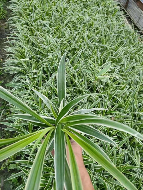 吊蘭苗圃自產(chǎn)自銷 吊蘭工程苗大量批發(fā)